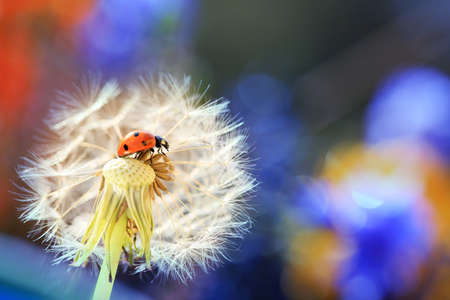 A little ladybug is walking through the flowersの写真素材