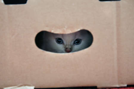 A beautiful young British cat hidden in a box sits patiently and waits.