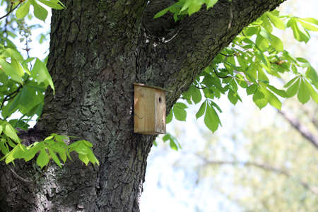 Apartment for small birds in the chestnut forestの写真素材