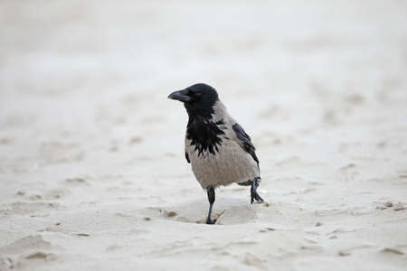 Common birds from the beach by the sea