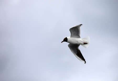 Common birds from the beach by the sea