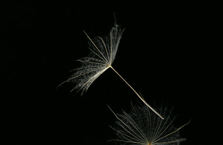 A dandelion seed is standing on a tiny glass