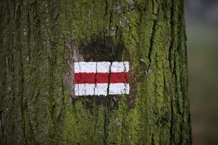 A sign on a hiking path painted on a treeの写真素材
