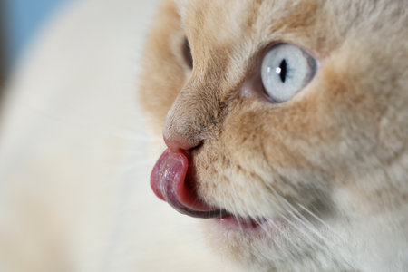 British cat licks its noseの写真素材