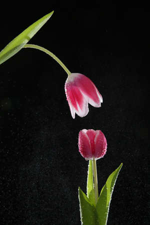 Red tulips with green stems and leaves