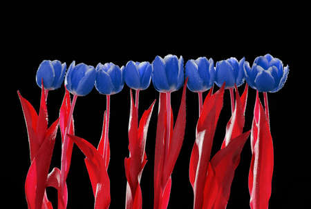 Red tulips with green stems and leavesの写真素材