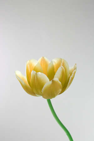 Beautiful tulips with green stems and leavesの写真素材
