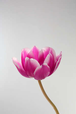Beautiful tulips with green stems and leavesの写真素材