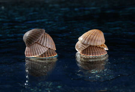 Sea shells arranged on a glass pan and a wet blue background