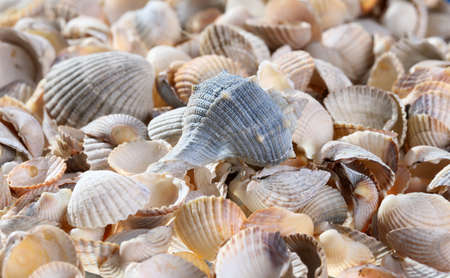 Sea shells arranged as a background in yellowの写真素材