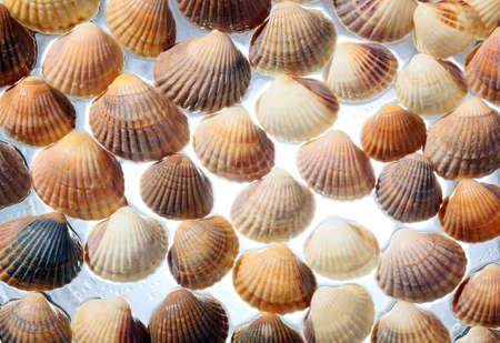 Sea shells arranged as a yellow background