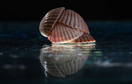 Sea shells arranged as a yellow background