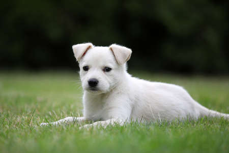 Beautiful puppy Lablador poses for photos