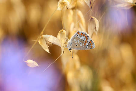 A beautiful butterfly on ears in my garden.の写真素材