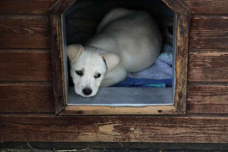 A young white sad dog sitting in his house