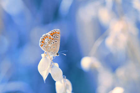 A beautiful little colorful butterfly resting on a sunny day.