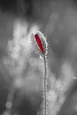 Young poppy bud while extinguishing outsideの写真素材