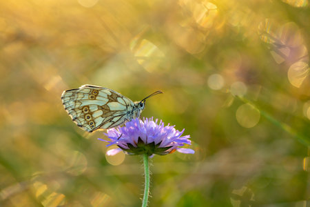 A beautiful summer insect on the Latin drinks a flower nectarの写真素材