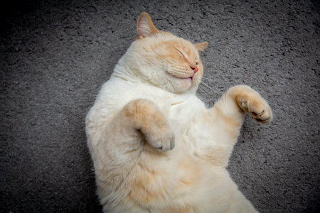 A charming British cat likes to hunt mice very muchの写真素材