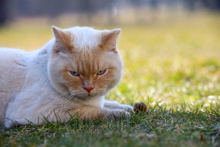 A charming British cat likes to hunt mice very muchの写真素材