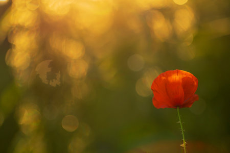 Beautiful red poppy seeds against the background of the golden backgroundの写真素材