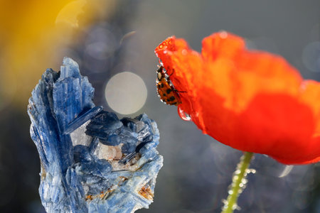 Kyanit beautiful precious stone against the background of flowers and ladybugs.の写真素材