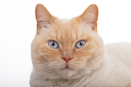 A beautiful home -made British cat, waiting calmly and poses for photosの写真素材