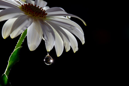 Beautiful white flower, on a dark backgroundの写真素材