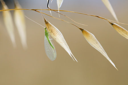 Grasshopper on the blade of grass in the nature.