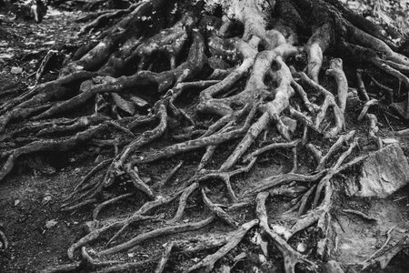 Black and white photo of roots of a tree on the ground.の写真素材