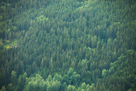 View from a flight of a volatile forest in the mountains