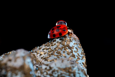 ladybug on a rock isolated on black background macro close up