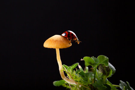 ladybug on a mushroom isolated on a black background. macroの写真素材