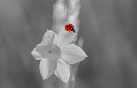 Little red ladybug on a gray background.