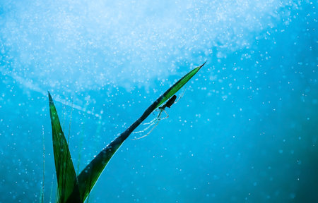 Spider on a blade of grass with dew drops in the background