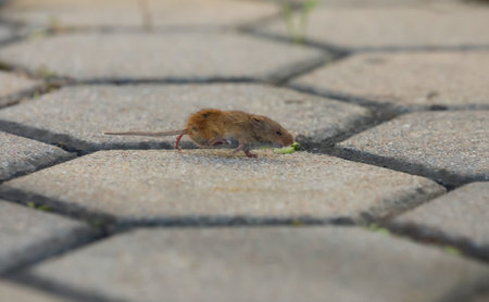 A small gray mouse runs away quickly from a house catの写真素材