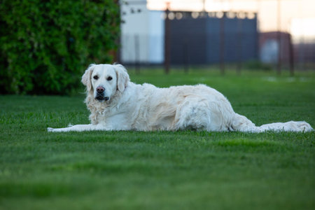 Golden Retriever lying on the green grass in the park.