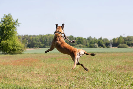 A young belgian shepherd dog jumping in a field on a sunny day