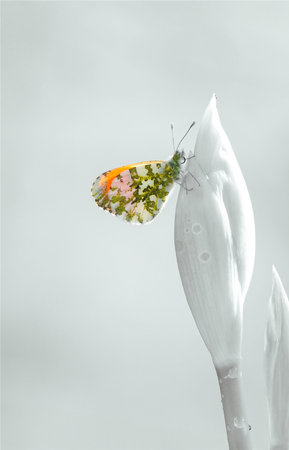 Butterfly on white flower with water drops on the petals