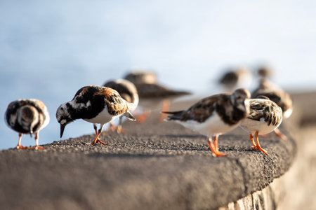 Ruddy turnstones (Arenaria interpres) on a concrete wallの写真素材