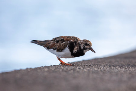 Ruddy turnstone Arenaria interpres in Arinaga, Spain