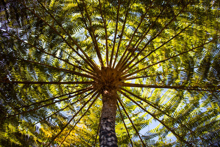 Looking up at the canopy of a fern tree in the rainforest