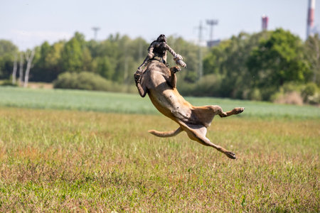 Dog running on the field in summer. Selective focusの写真素材