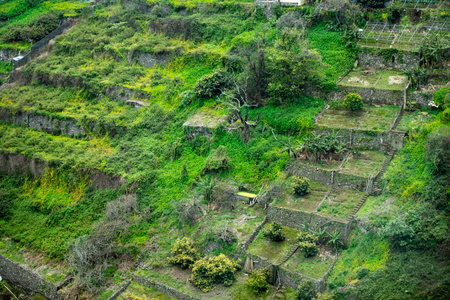 Vineyards in the countryside of Madeira, Portugal.の写真素材