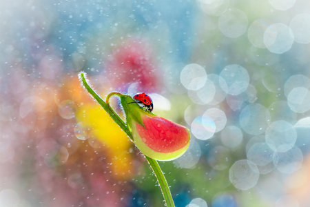 Ladybug on a flower with a blurred bokeh background