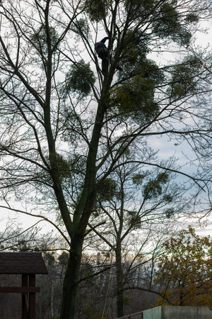 A man with a chainsaw on the branches of a tree.