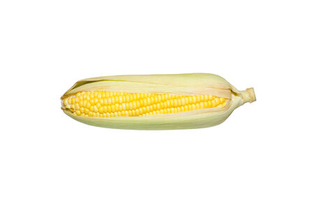 Isolate sweet cornの写真素材