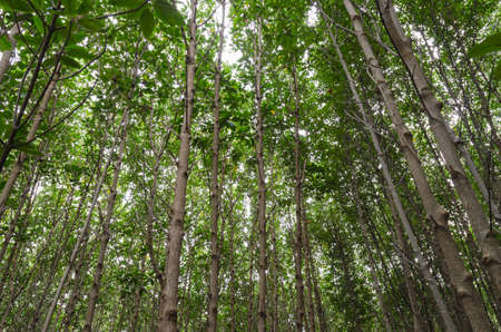 Mangrove forest
