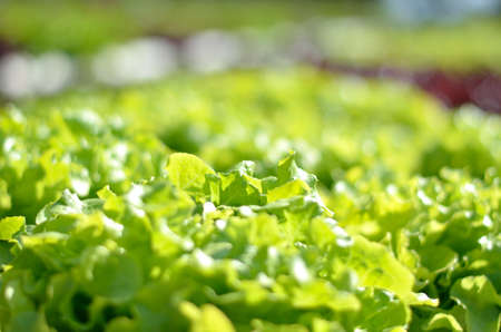 Close up organic hydroponic salad vegetableの写真素材