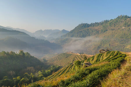 Landscape of tea plantation at angkhang chiangmai thailandの写真素材